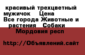 красивый трехцветный мужичок  › Цена ­ 10 000 - Все города Животные и растения » Собаки   . Мордовия респ.